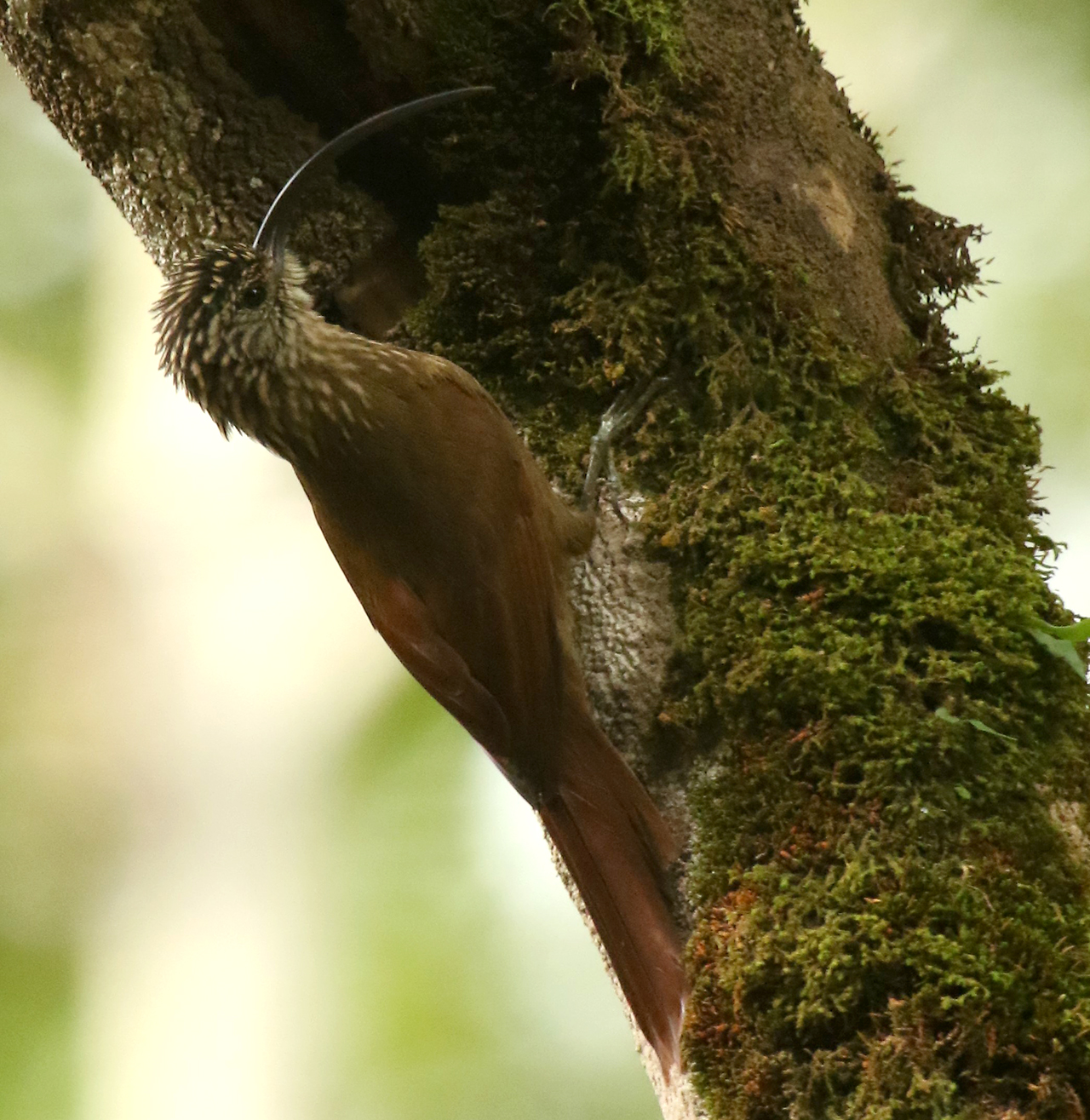 Black-billed Scythebill by Andy Foster