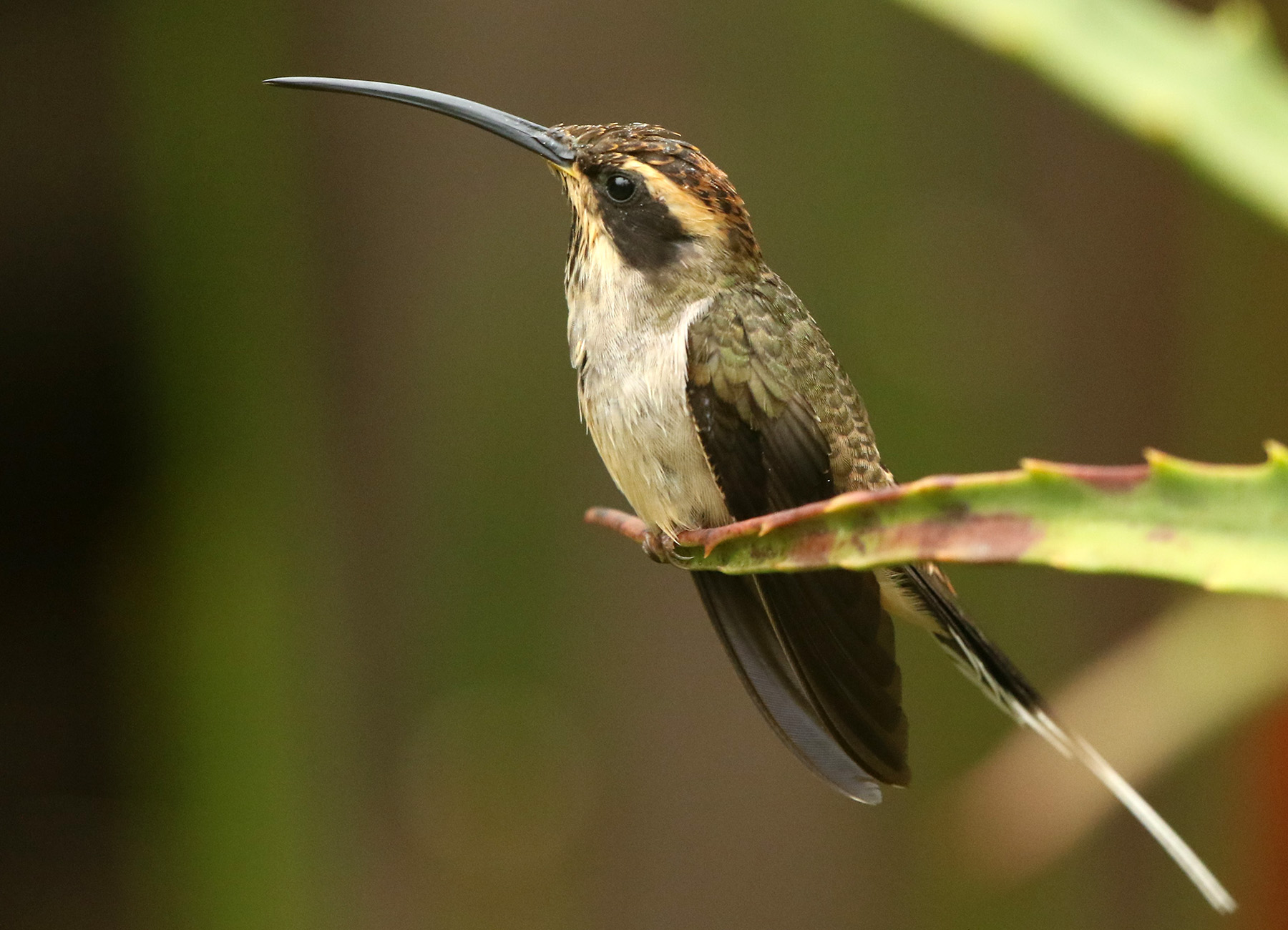 Scale-throat Hermit by ANDY FOSTER