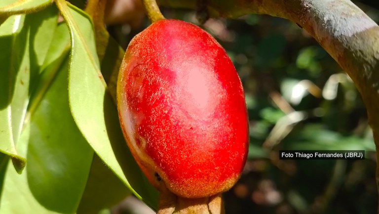 Guapiaçu Cherry