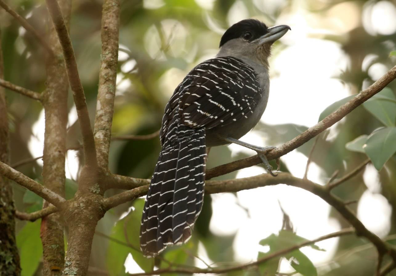 Giant-Antshrike