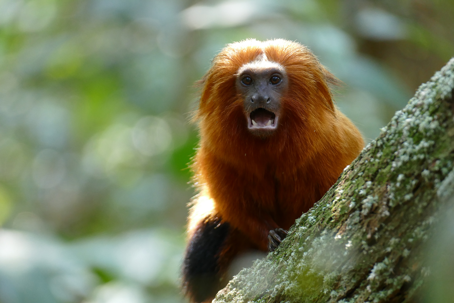 Golden Lion Tamarin