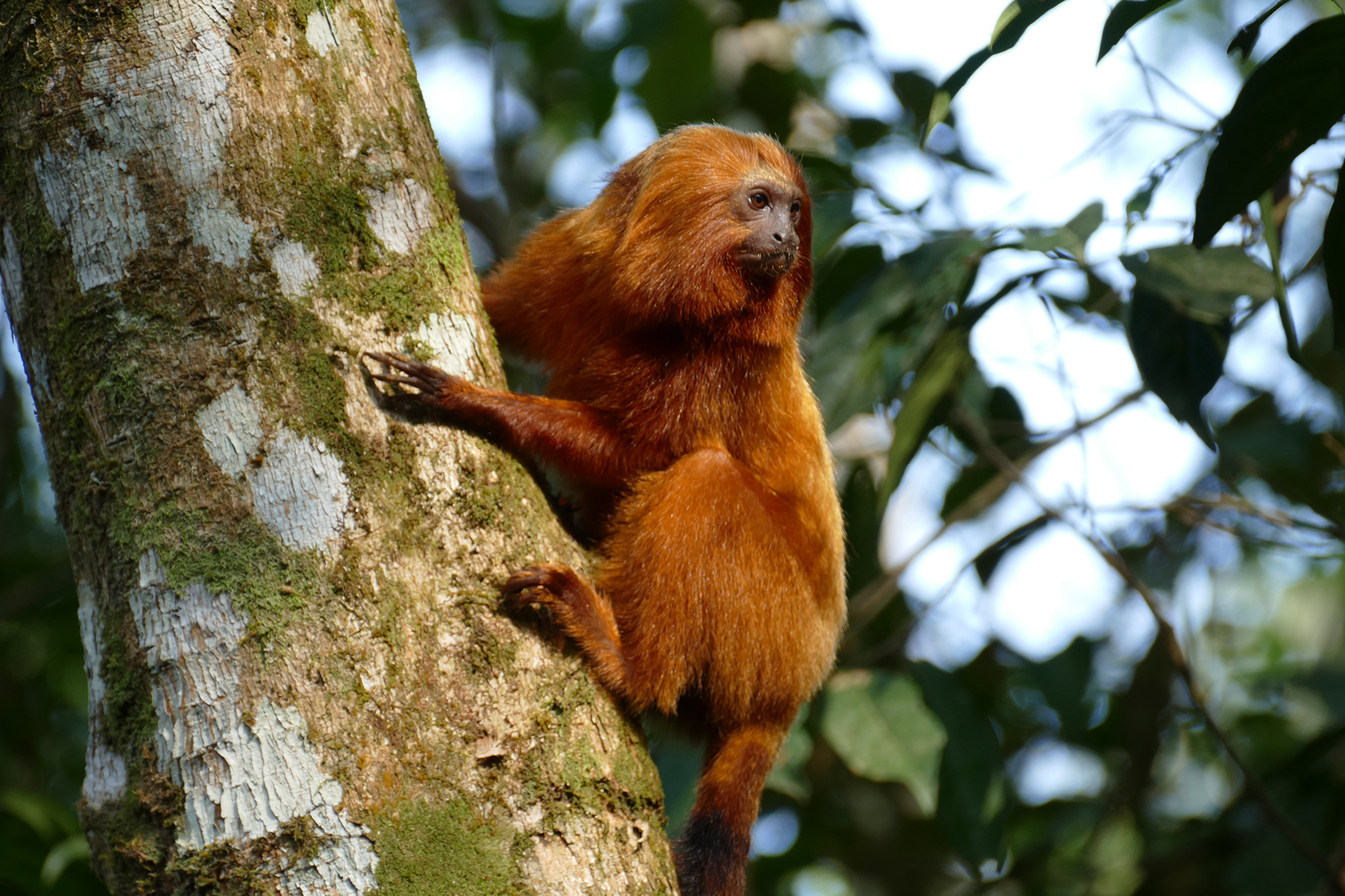 Golden Lion Tamarin