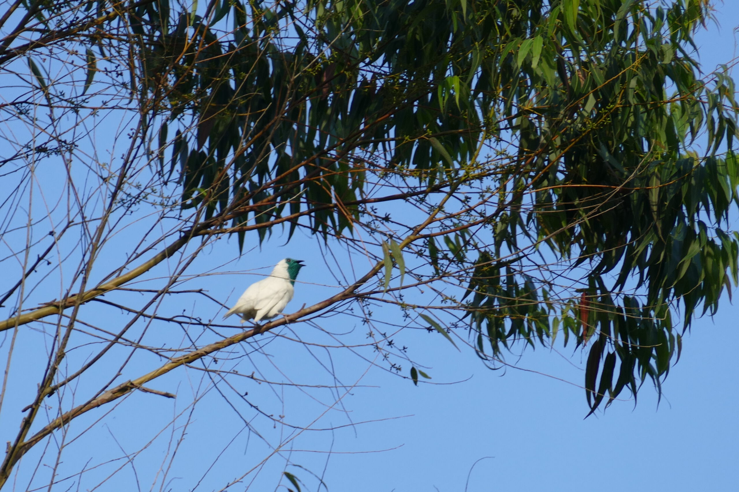 Bare-throated Bellbird (Procnias nudicollis)