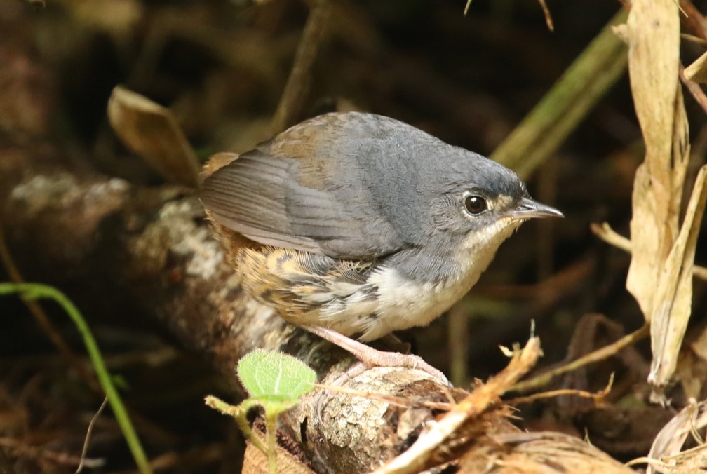 White breasted Tapaculo by ANDY FOSTER