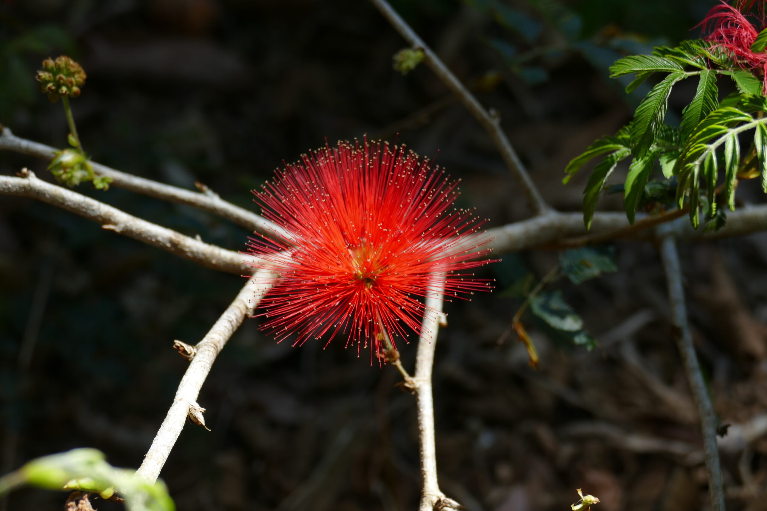 Calliandra tweediei flowers