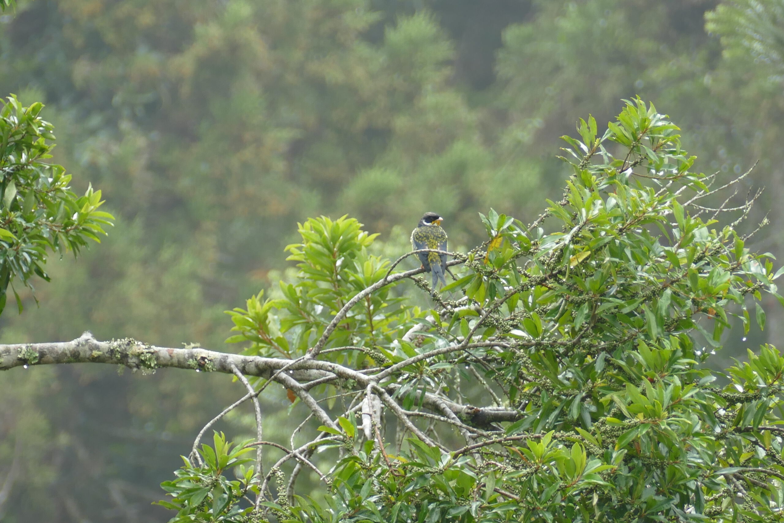 Swallow-tailed Cotinga