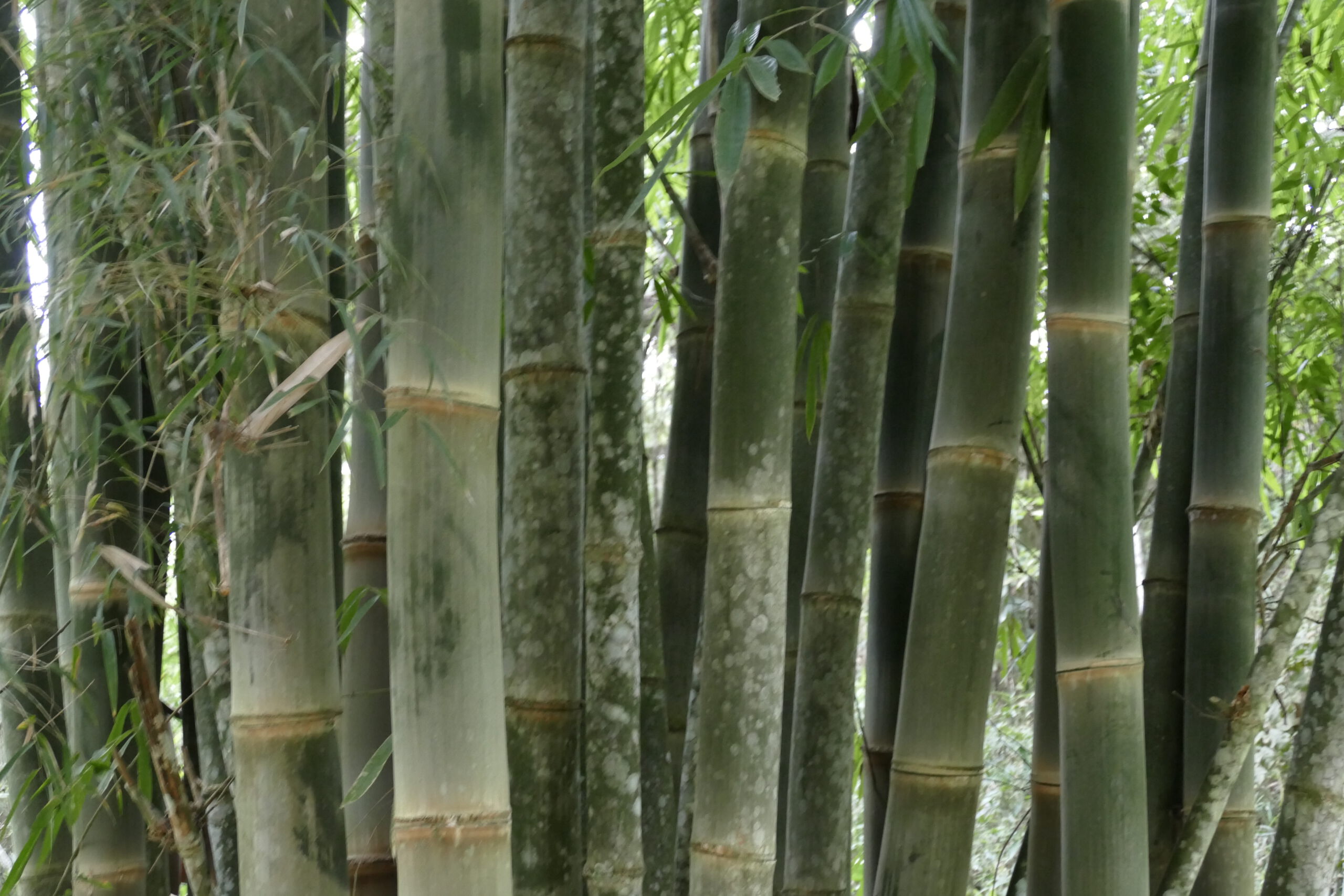 bamboo at eco lodge itororo