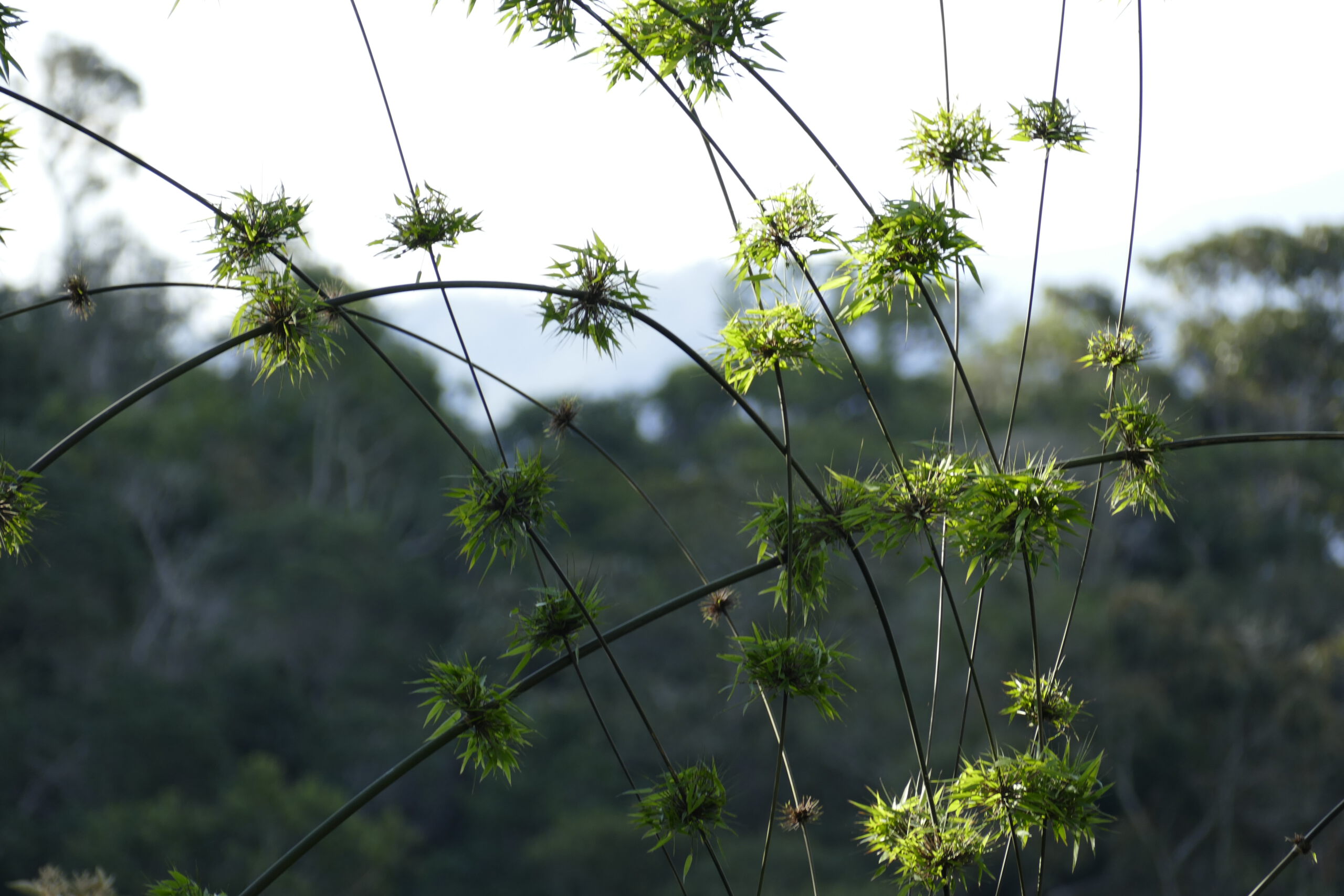 bamboo at eco lodge itororo