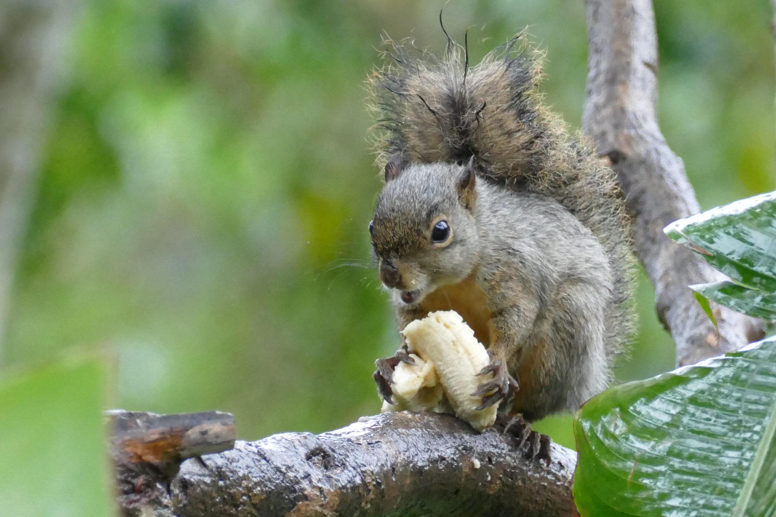 Brazilian Squirrel at Eco Lodge Itororó