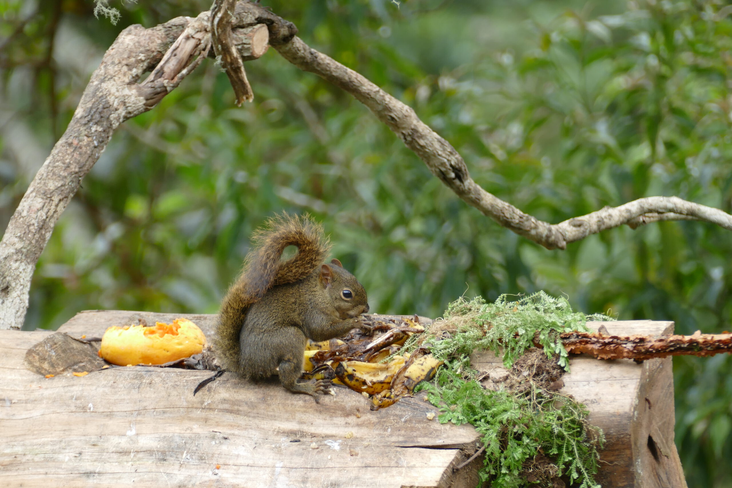 Brazilian Squirrel at Eco Lodge Itororó