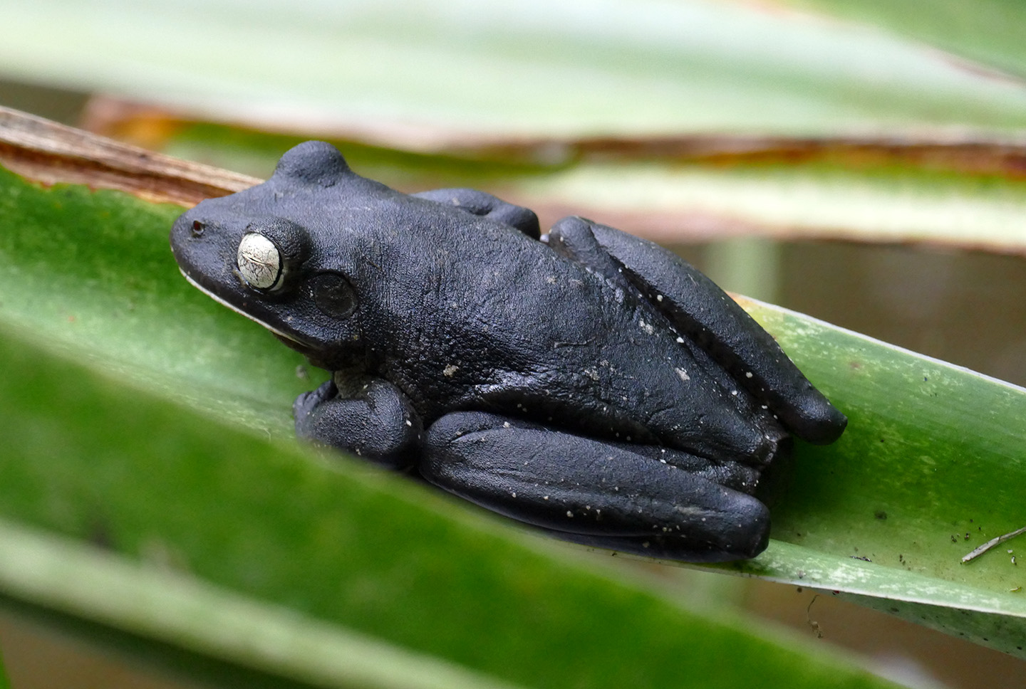 Frog at Eco Lodge Itororó